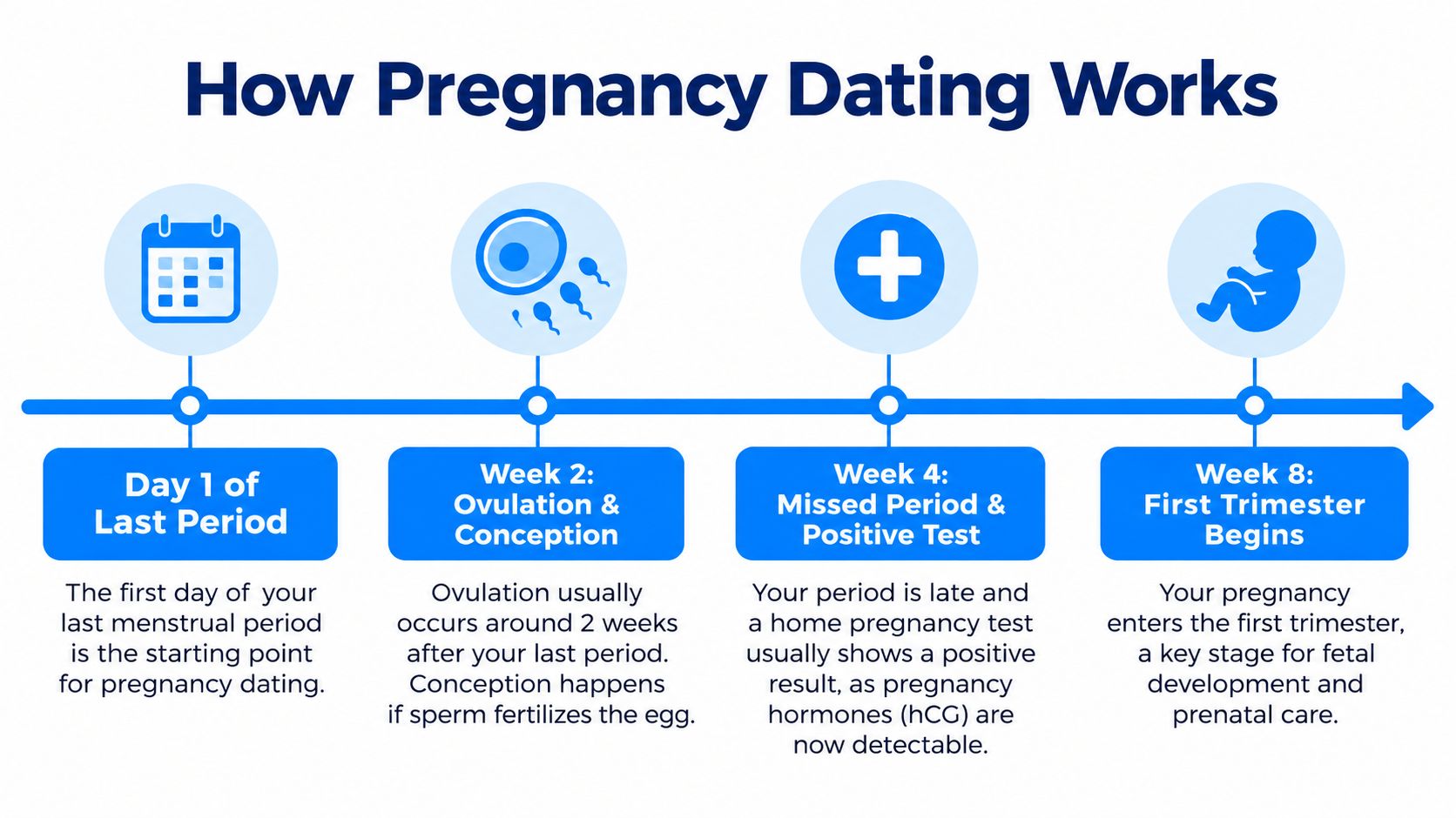 A timeline graphic explaining how pregnancy is dated, starting from the last menstrual period to week eight.